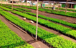 Better Globe Forestry's Planteskolen i Uganda